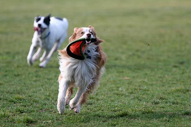 istock running with the frisbee-2 137359236