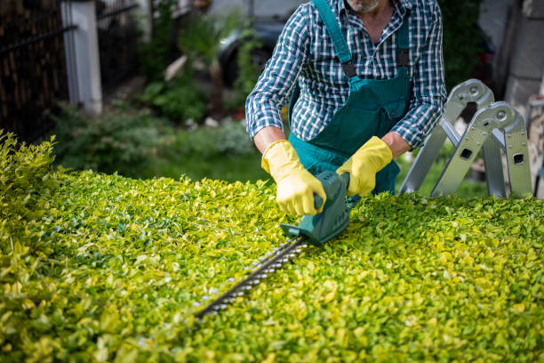 istock Unrecognisable gardener trimming hedge with a power saw. 1373597983