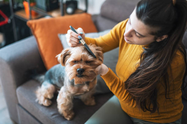 istock Woman combing cute terrier dog. 1373597996