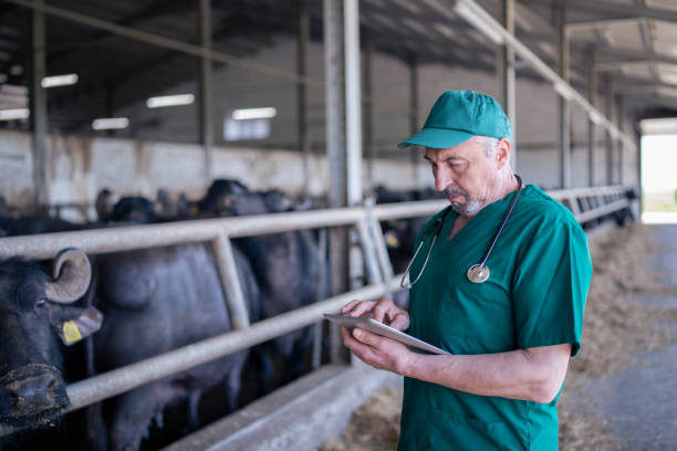 istock Senior vet working in dairy farm. 1373597999