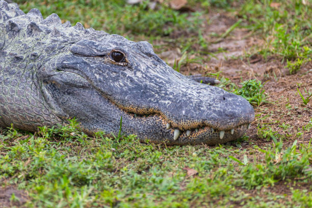 Name: Spectacled caiman, also known as white caiman or common caiman,Scientific name: Caiman crocodilusCountry: Costa RicaLocation: Caño Negro Reserve