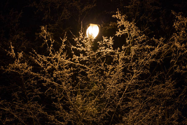 istock snow covered winter branches with street lamp inside at winter night 1373606423