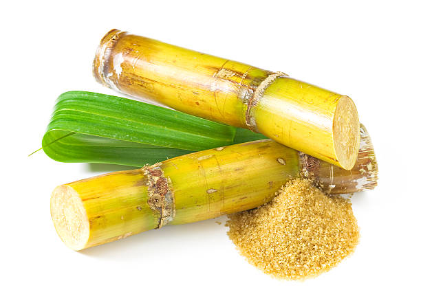 sugar cane - cane sugar stock-fotos und bilder