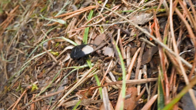 Black bug with white spot back crawls along dry fir needles