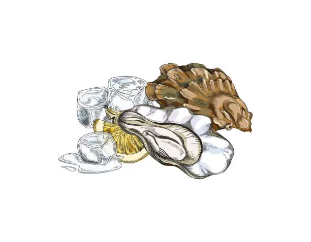 Vector illustration of Opened seashell with oyster, ice cubes and lemon slice - sketch vector illustration isolated on white background.