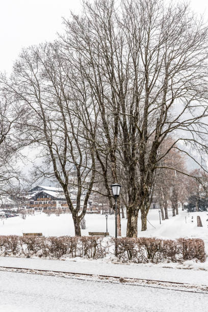 istock Snowy trees in a park on a snowy winter morning, vertical 1373622796