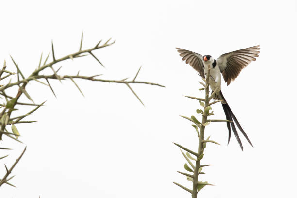 5,847 The Thorn Birds Stock Photos, Pictures & Royalty-Free Images - iStock 5,847 The Thorn Birds Stock Photos, Pictures & Royalty-Free Images - iStock
