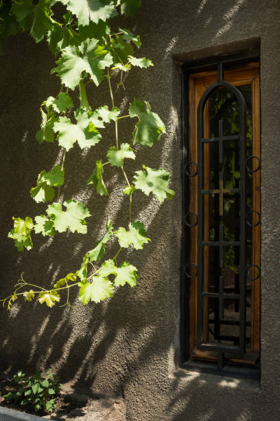 Dry vine without leaves and fruits on the terrace of a rural house in the village of Vilaflor on the island of Tenerife.