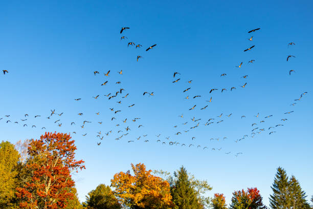 Large group of Canada geese in flight over colorful trees of autumn with a blue sky. stock photo