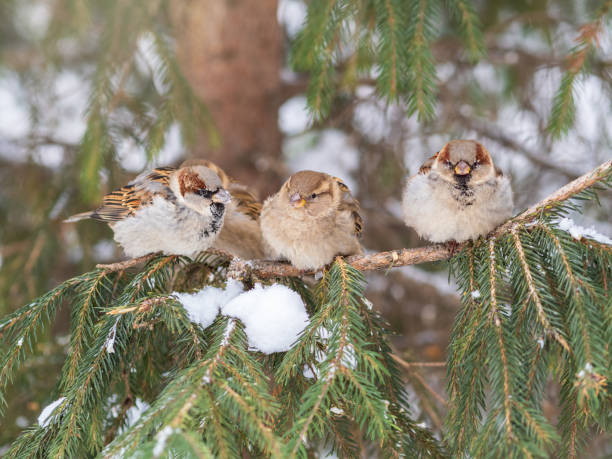 istock Three Sparrows sits on a fir branch in the autumn or winter 1373672963