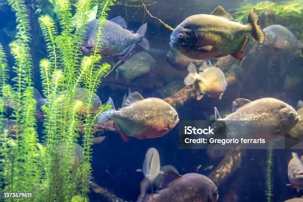 Piranha Stock Photo - Download Image Now - Piranha, Aggression, Animal