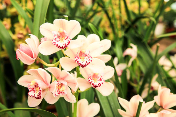 orquídea de cymbidium no jardim sob o sol - rare flower orchid beautiful - fotografias e filmes do acervo