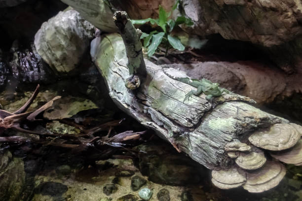 photo of a reptile in the terrarium