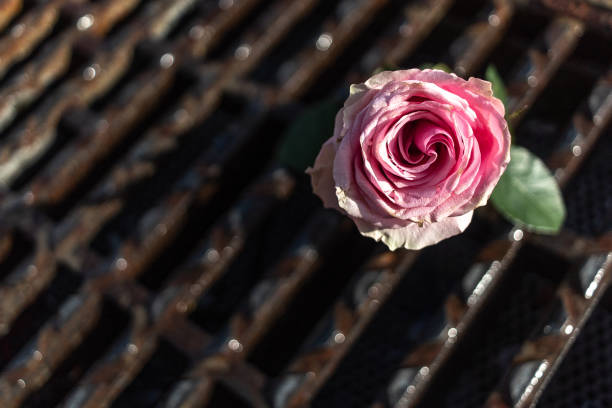 rose in the grates