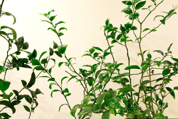 istock Tangerine tree at home. Tangerine branches. House plants 1373688172