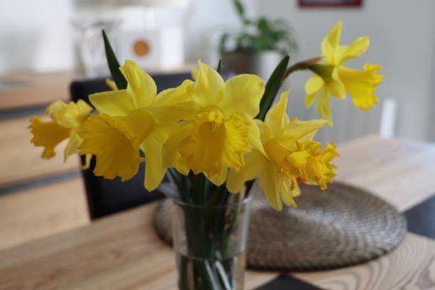 istock Daffodils in bloom, the arrival of spring 1373689020