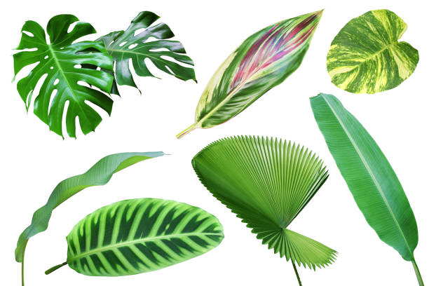 Set of Tropical Leaves Isolated on White Background with Clipping Path Set of Tropical Leaves Isolated on White Background with Clipping Path ti plant stock pictures, royalty-free photos & images