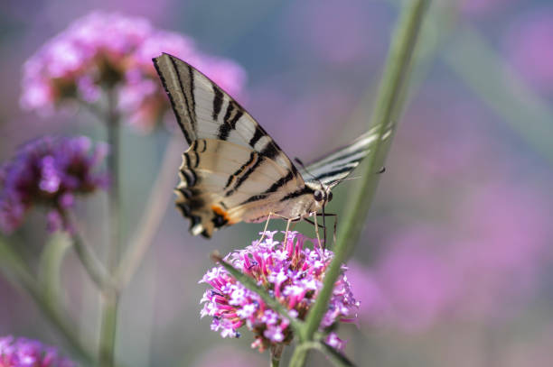 вербена bonariensis вербена фиолетовый цветущее растение с белой черной бабочкой скудный ласточкин хвост iphiclides podalirius - scarce swallowtail стоковые фото и изображения