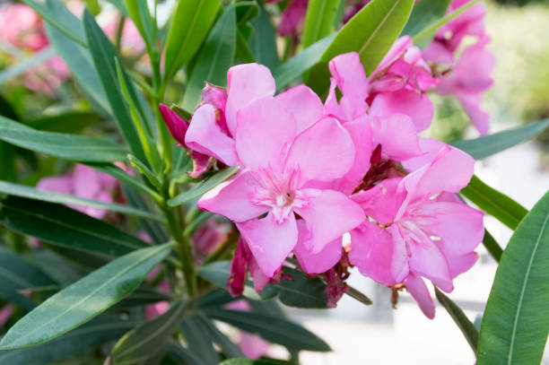 5,300+ Oleander Garden Stock Photos, Pictures & Royalty-Free Images ...