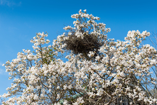 Magpie nest in a Magnolia tree in full bloom. Beautiful location for a home.