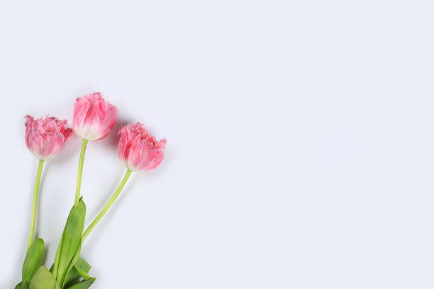 istock Abstract flower composition, still life, spring banner, TULIPS bouquet with place for text, minimal holiday concept. Mother's day card, women's day 1373705778