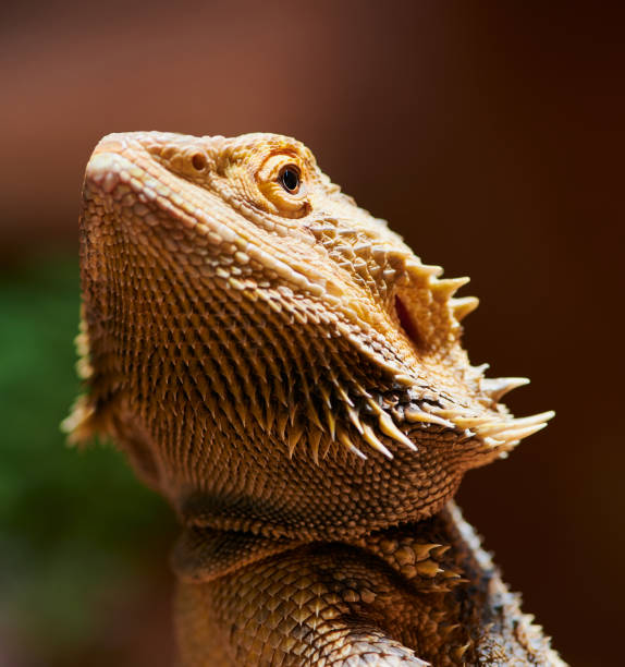 istock close up of a bearded dragon head 1373723249