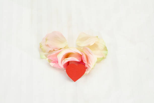 Rose on a white background with a heart. A gift for Valentine's days. High quality photo