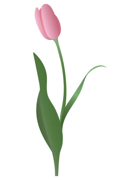 istock Tulip. Rose bud. Delicate flower. Vector illustration. Isolated background. A flowering plant from the lily family. Flat style. Idea for web design, invitations, postcards. 1373744576