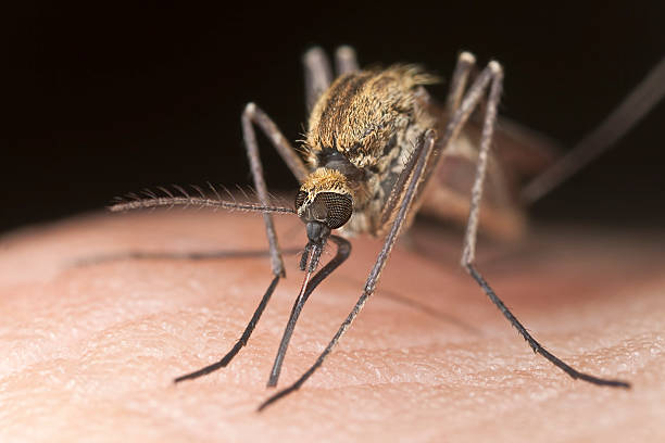 mosquito ssać krew, bliskie zbliżenie - haustellum zdjęcia i obrazy z banku zdjęć