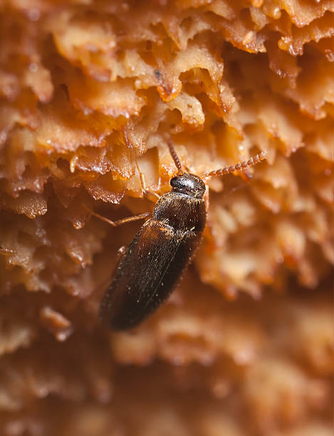 istock Hallomenus axillaris, macro photo 137376921