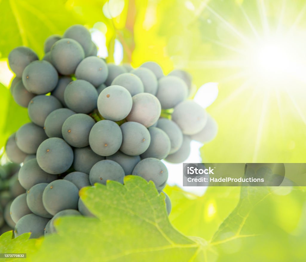 Ripe wine grapes with sunlight Crop - Plant Stock Photo