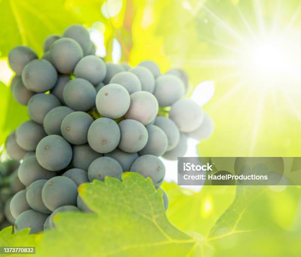 Ripe Wine Grapes With Sunlight Stock Photo - Download Image Now - Crop - Plant, Autumn, Backgrounds