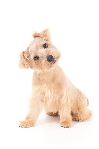 Norfolk terrier dog looking interesting in something, isolated on white background.