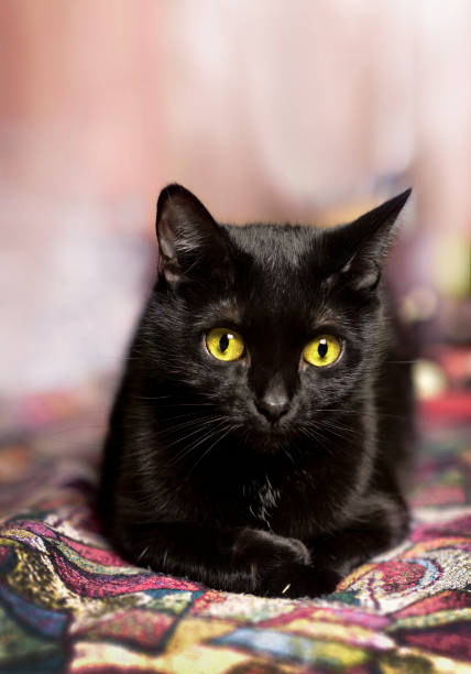 istock Black cat with green eyes 1373779239