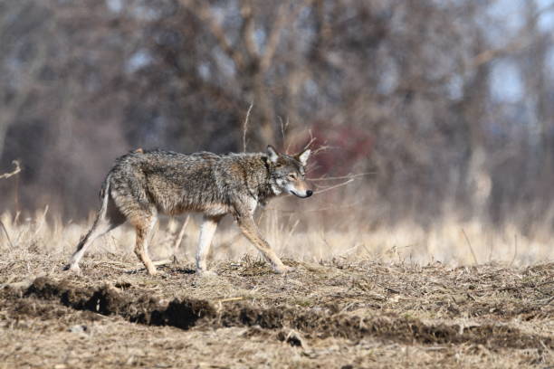 istock Winter rural scene of a Coyote 1373780265