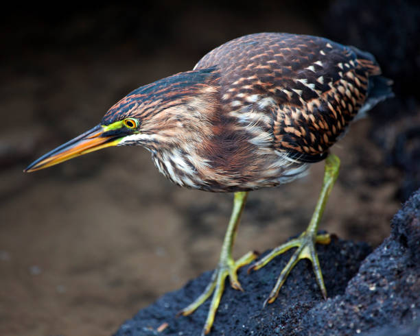 Closeup portrait of a Lava Heron (Butorides sundevalli) standing on rocks hunting for invertebrates in the Galapagos Islands, Ecuador. Closeup portrait of a Lava Heron (Butorides sundevalli) standing on rocks hunting for invertebrates in the Galapagos Islands, Ecuador. lava heron bird galapagos islands ecuador stock pictures, royalty-free photos & images