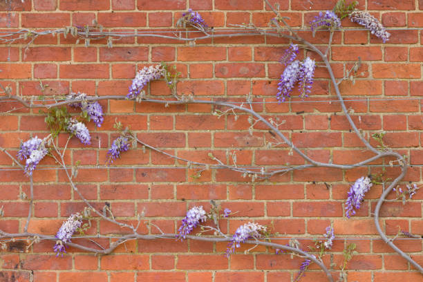 Wisteria vines, training a climbing plant or tree on a house wall in spring, UK, with wire rope for support.