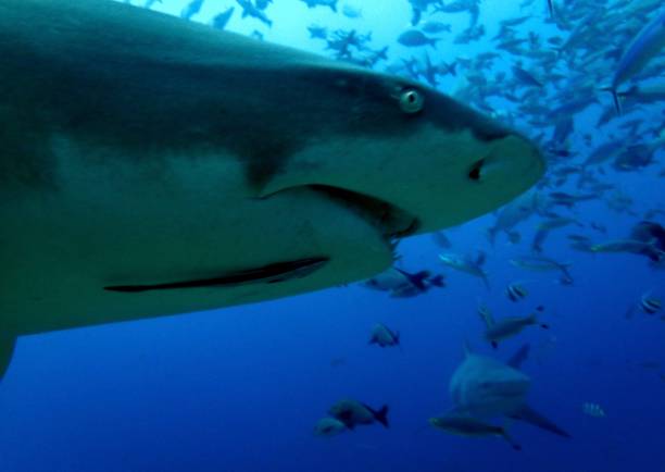 istock Lemon shark with school of fish 1373791597