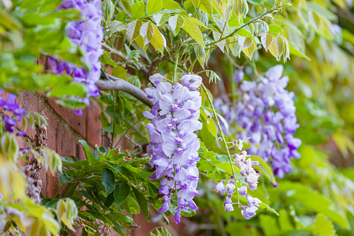 Wisteria flowers, racemes on a plant climbing on house wall, UK
