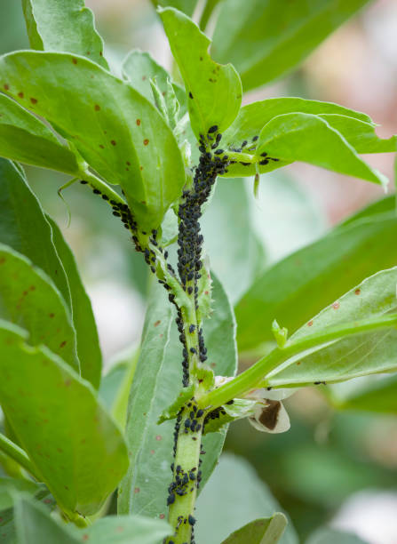 영국 정원의 넓은 콩 식물에 검은 콩 진딧물 또는 검은 비행 - black bean aphid 뉴스 사진 이미지