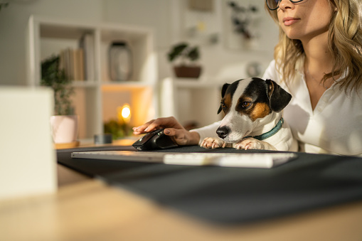 Beautiful woman working on desktop computer at her desk in home office. Her pet jack russell terrier dog is sitting in her lap.