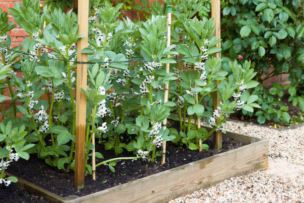 Broad beans in flower, plants growing in a UK vegetable garden Broad beans in flower, plants growing in a vegetable plot in an English garden, UK broad bean plant stock pictures, royalty-free photos & images