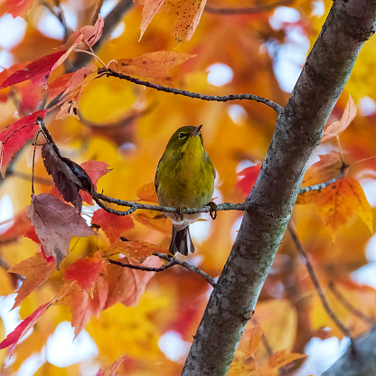 This Yellow-throated Vireo was spotted in a tree by the edge of Lake Lanier perched in a tree that still had some of its fall foliage.