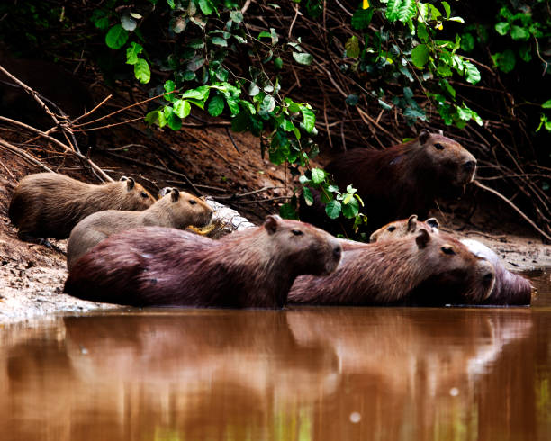 Closeup portrait of Capybara family (Hydrochoerus hydrochaeris) sitting along the riverbank half submerged in water in the Pampas del Yacuma, Bolivia. stock photo