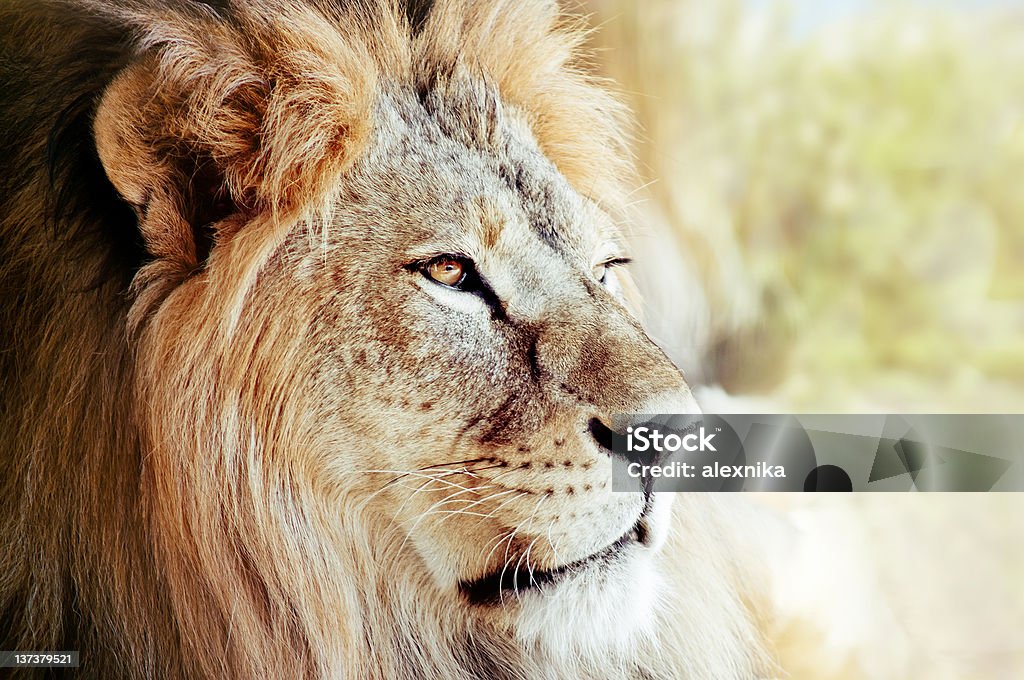 Portrait de lion - Photo de Adulte libre de droits