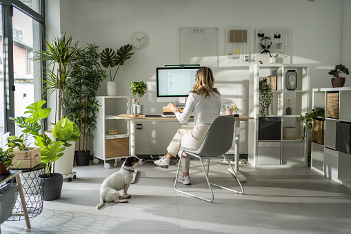 Blond woman working on desktop computer at her desk in home office. Her pet jack russell terrier dog is sitting on the floor next to her.