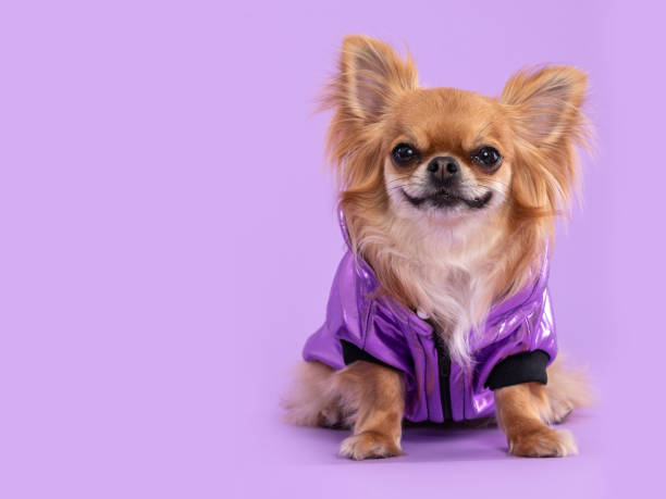 紫色の真珠のネックレスを身に着けているチワワ犬 - ペット服 ストックフォトと画像
