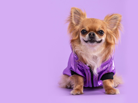 Chihuahua dog wearing a purple pearl necklace looking at the camera, posing in a studio by a lilac background.