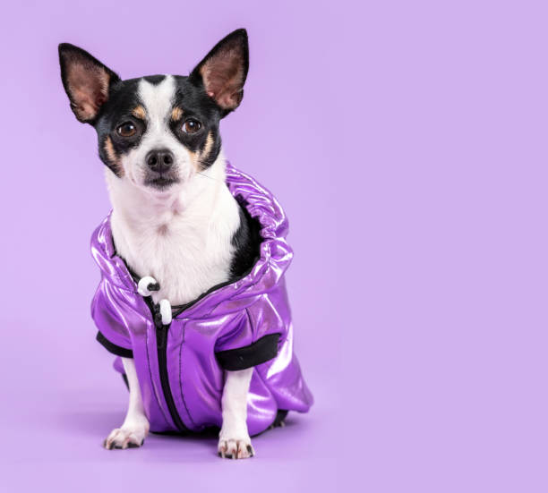 istock Chihuahua wearing a purple jacket 1373800219