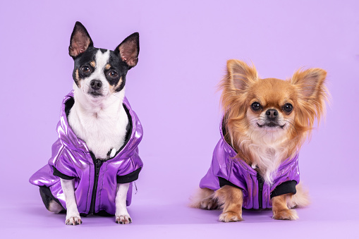 Chihuahua dogs wearing purple jackets, looking at the camera, in a studio by a lilac background.